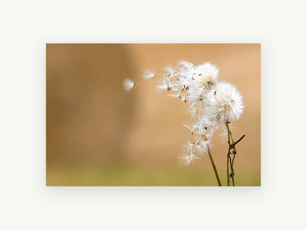 Seeds on the Breeze, floral canvas wall art print, front view