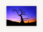 Twilight Bare Tree, bare tree silhouette sunset photograph, landscape canvas wall art print, front view
