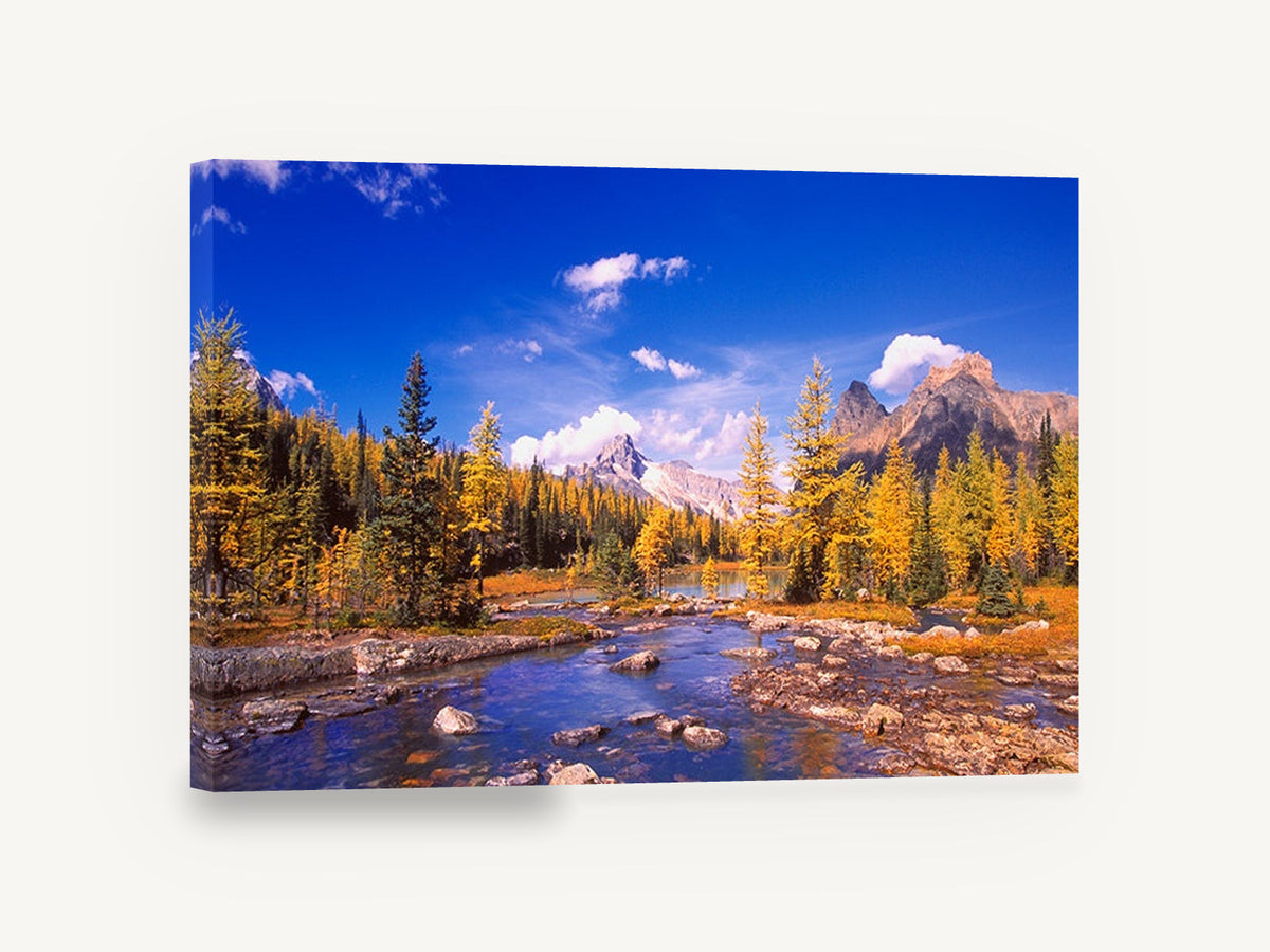 Golden Larch Creek, autumn larch mountain creek photograph, landscape canvas wall art print ready to hang