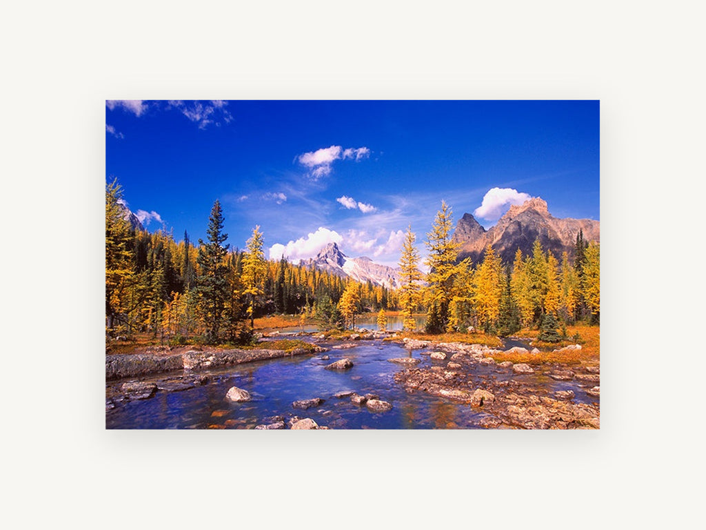 Golden Larch Creek, autumn larch mountain creek photograph, landscape canvas wall art print, front view