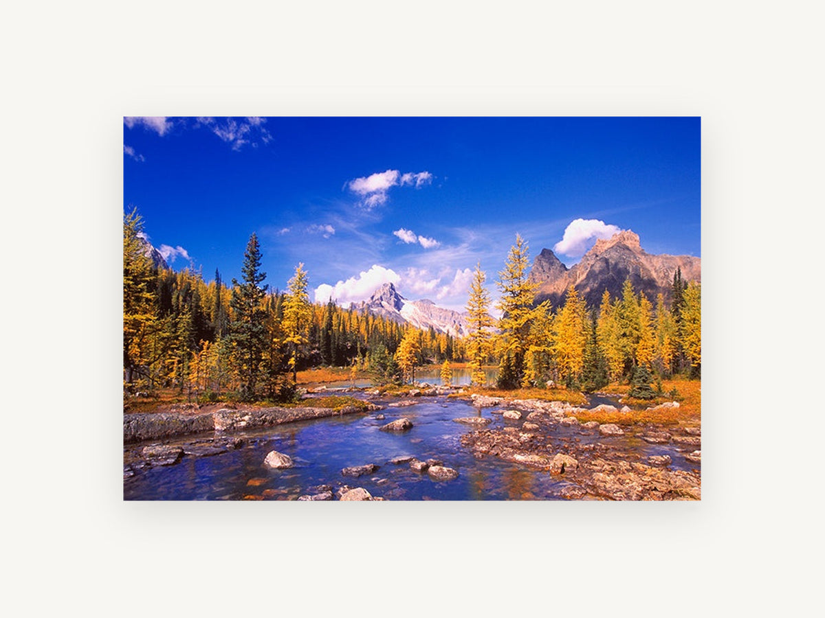 Golden Larch Creek, autumn larch mountain creek photograph, landscape canvas wall art print, front view