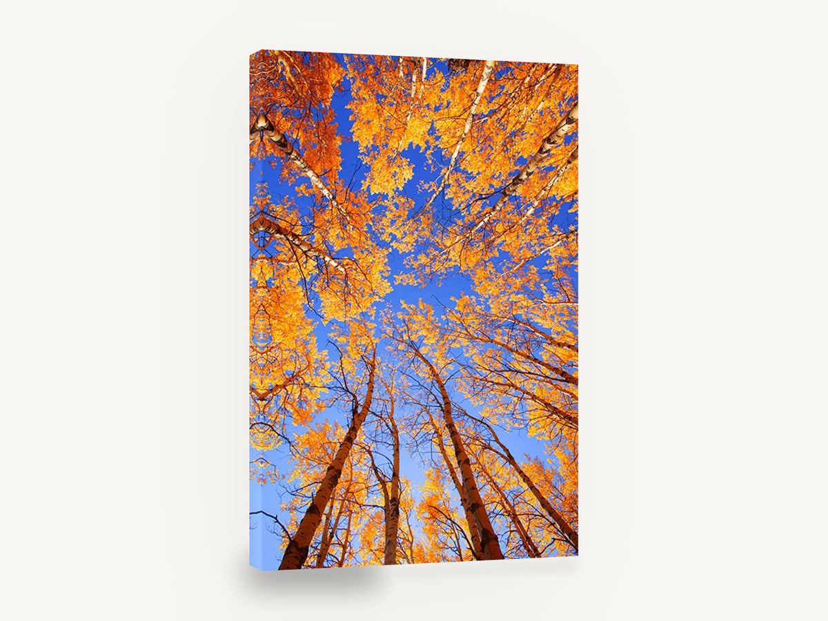 Golden Aspen Sky Lookout, golden aspen canopy looking up, landscape canvas wall art print ready to hang