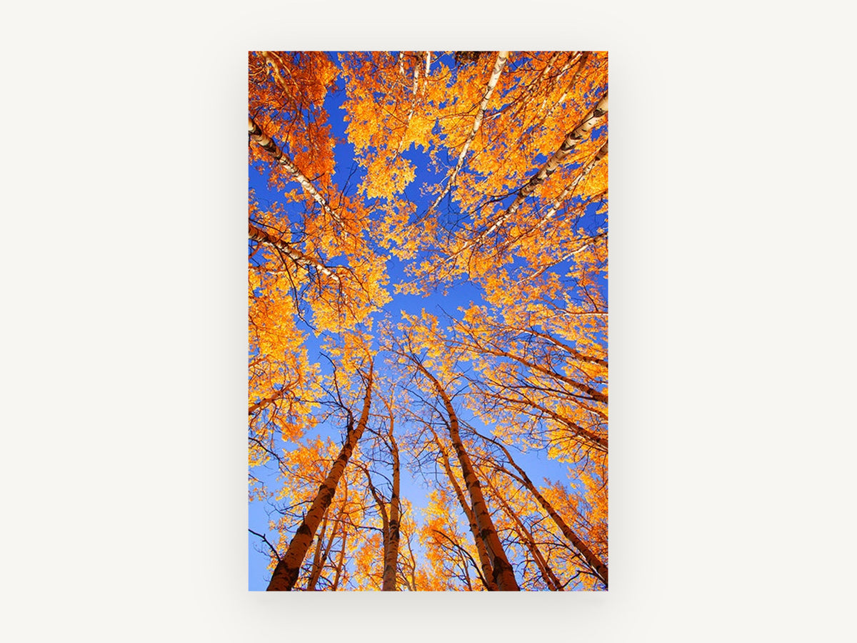 Golden Aspen Sky Lookout, golden aspen canopy looking up, landscape canvas wall art print, front view