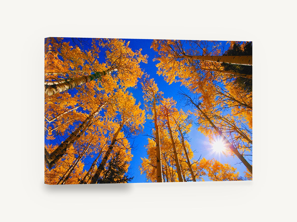 Aspen Canopy Sunburst, golden aspen trees looking up photograph, landscape canvas wall art print ready to hang