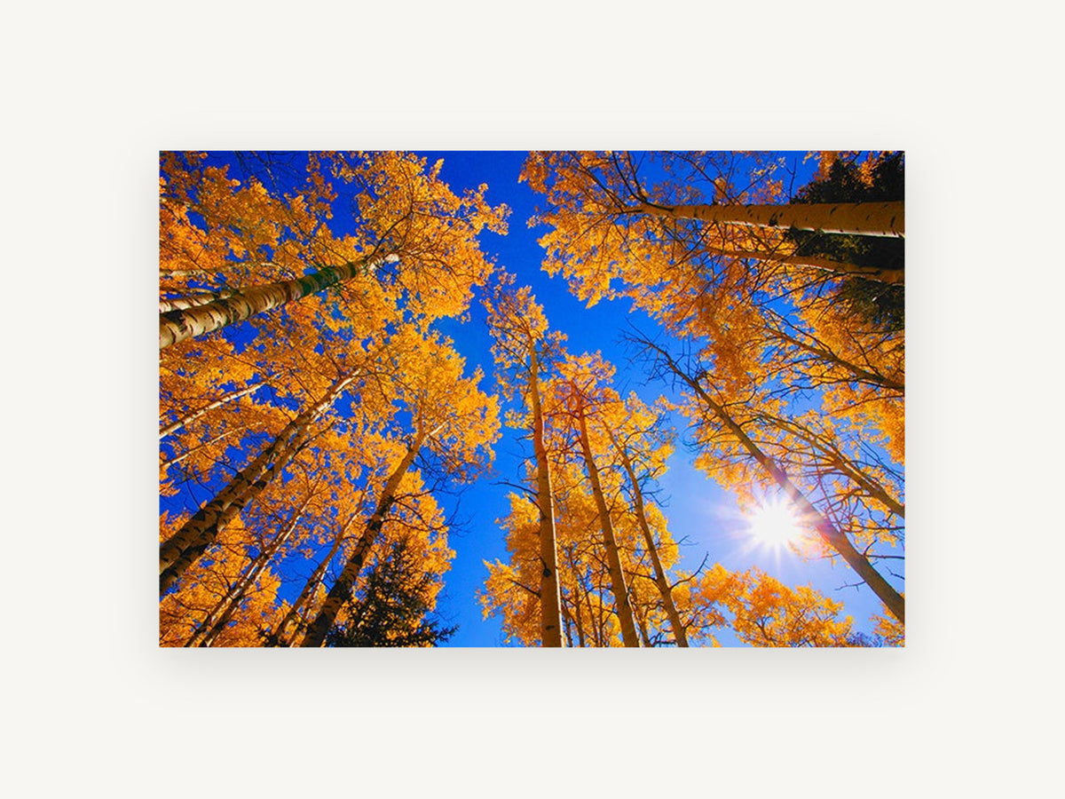 Aspen Canopy Sunburst, golden aspen trees looking up photograph, landscape canvas wall art print, front view
