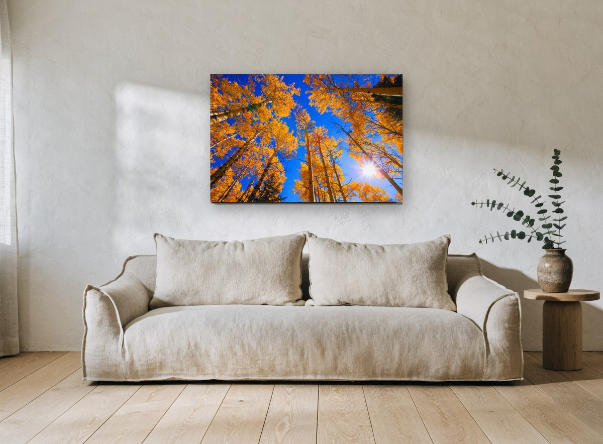 Aspen Canopy Sunburst landscape canvas print on the wall of a living room