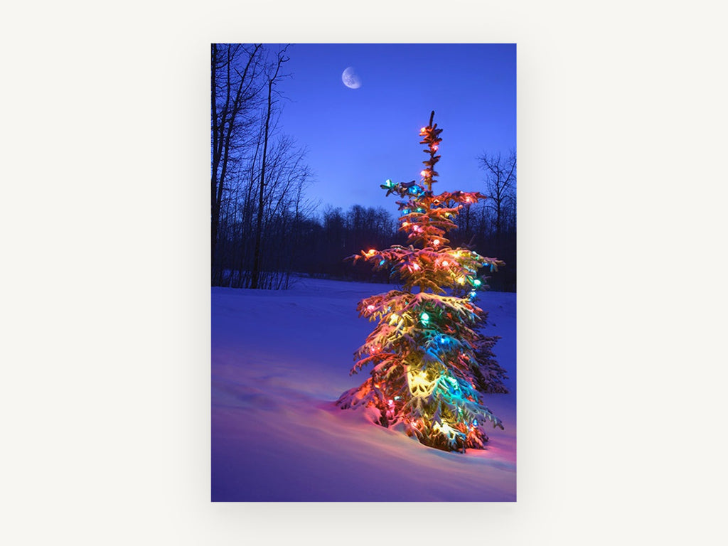 Lit Spruce at Dusk, christmas lights snowy tree photograph, landscape canvas wall art print, front view