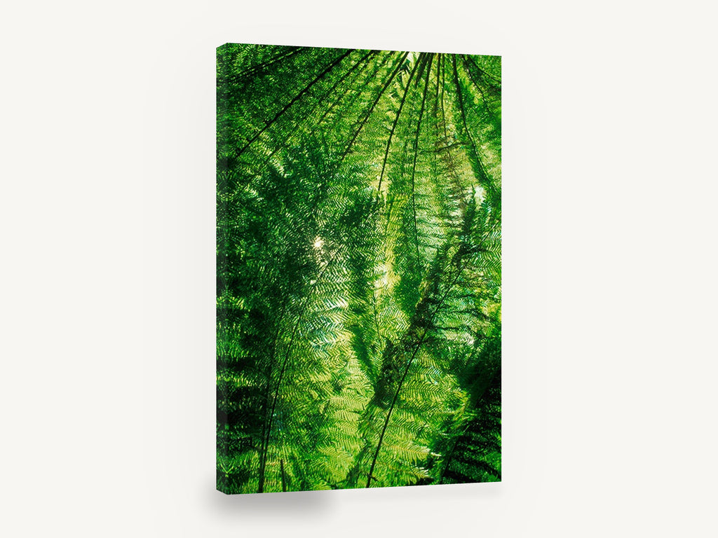 Fern Canopy Glow, sunlit fern canopy forest photograph, landscape canvas wall art print ready to hang