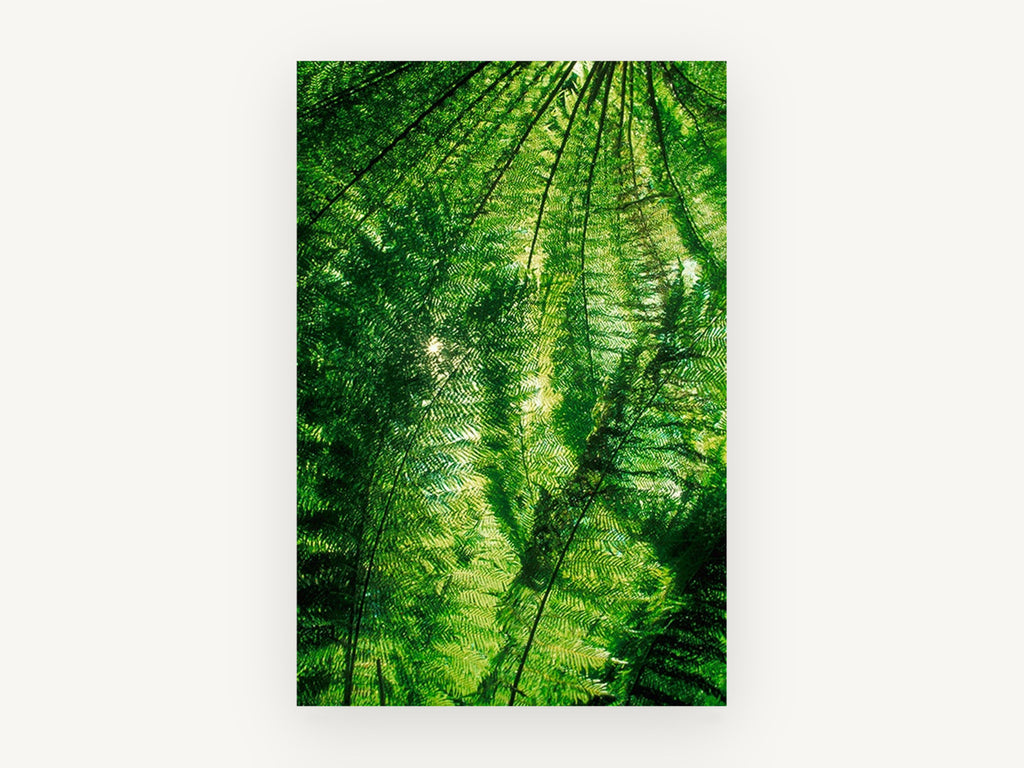 Fern Canopy Glow, sunlit fern canopy forest photograph, landscape canvas wall art print, front view
