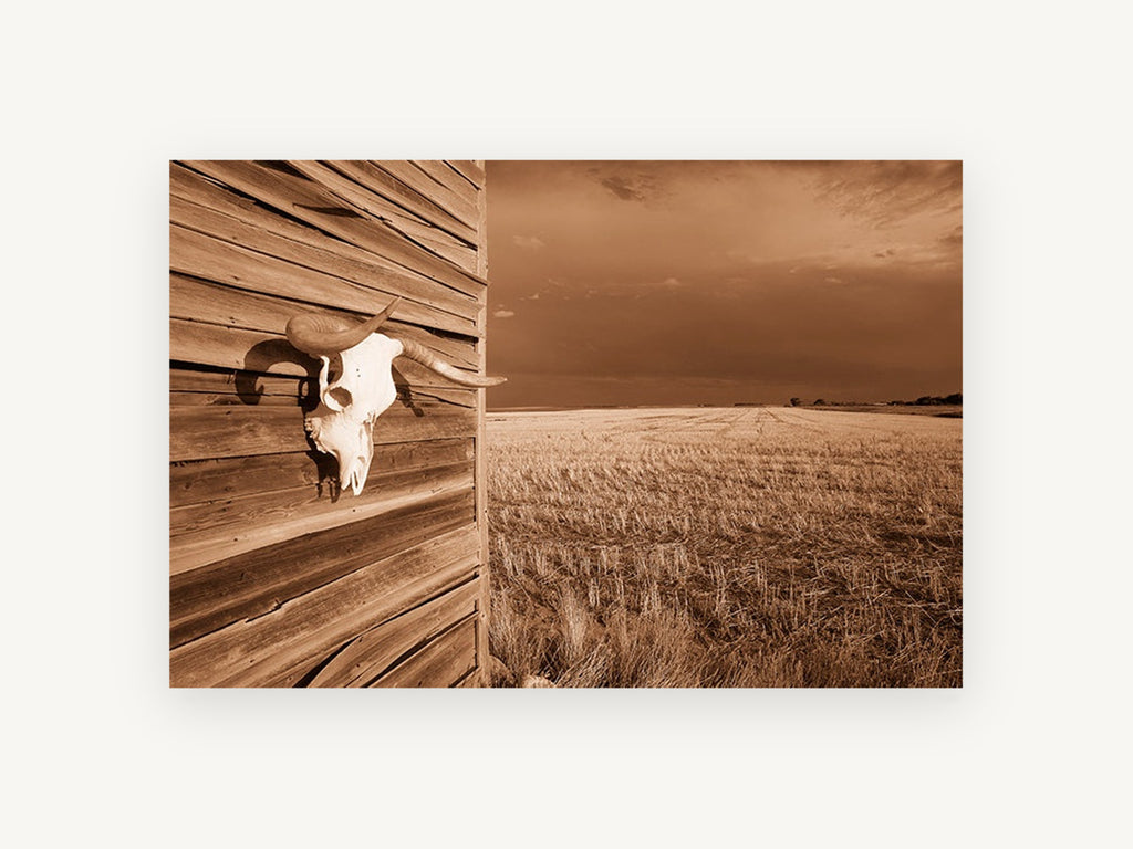 Skull on the Barn, sepia cattle skull farm photograph, landscape canvas wall art print, front view
