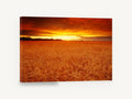Ember Wheat Horizon, wheat field sunset photograph, landscape canvas wall art print ready to hang