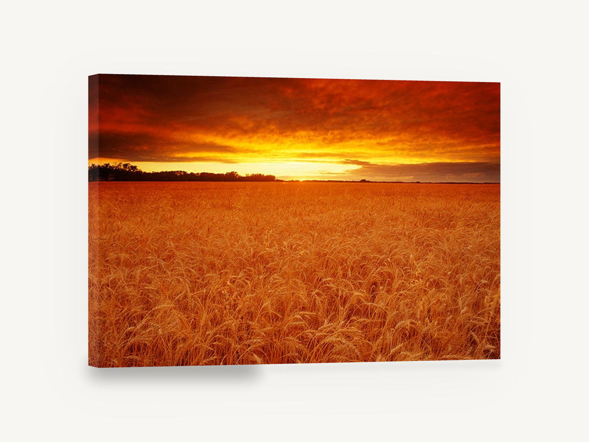 Ember Wheat Horizon, wheat field sunset photograph, landscape canvas wall art print ready to hang