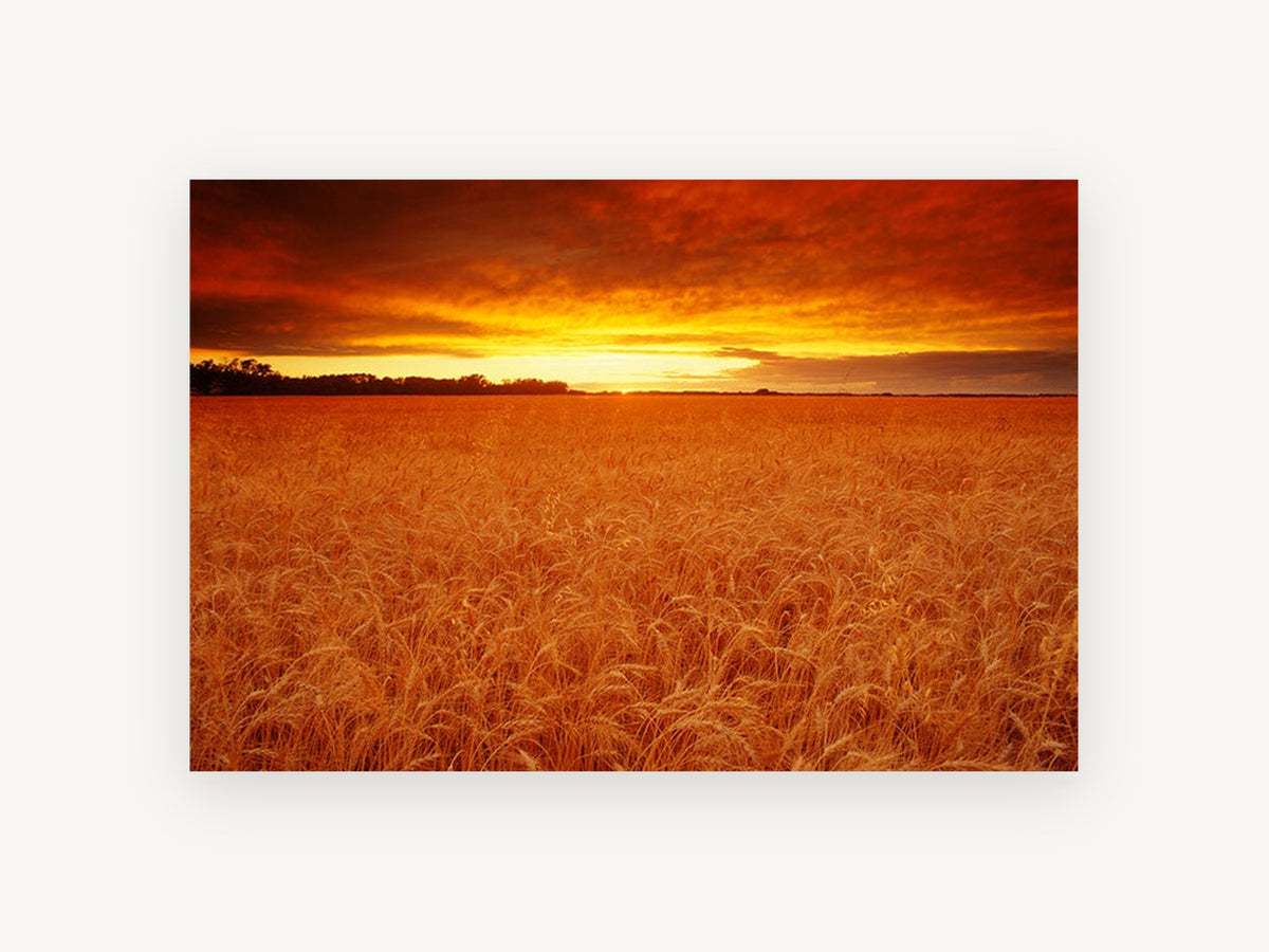 Ember Wheat Horizon, wheat field sunset photograph, landscape canvas wall art print, front view