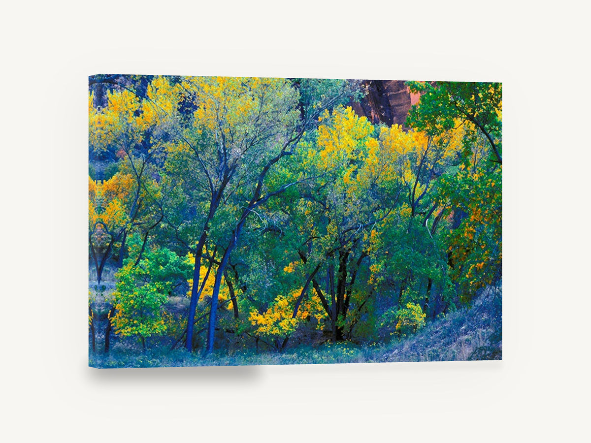 Autumn Cottonwood Glow, autumn cottonwood trees photograph, landscape canvas wall art print ready to hang