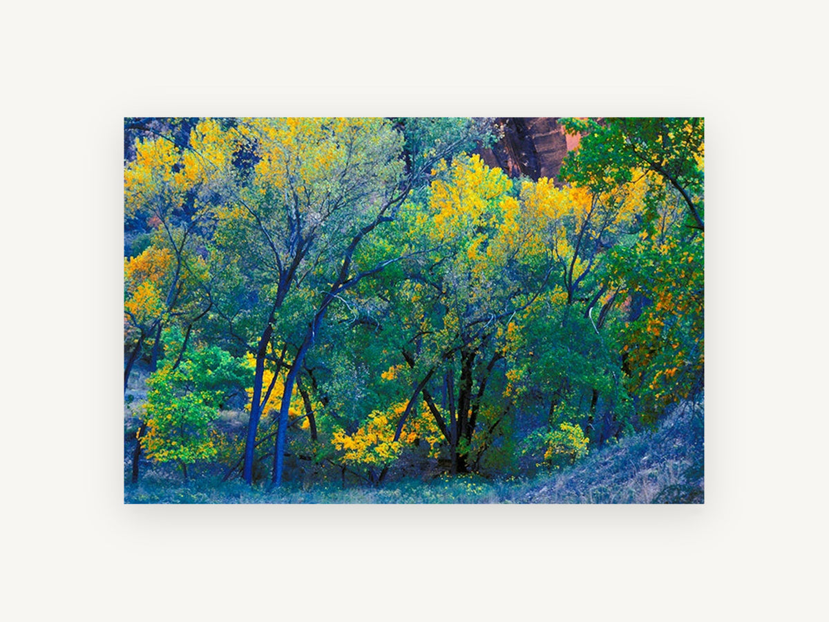 Autumn Cottonwood Glow, autumn cottonwood trees photograph, landscape canvas wall art print, front view