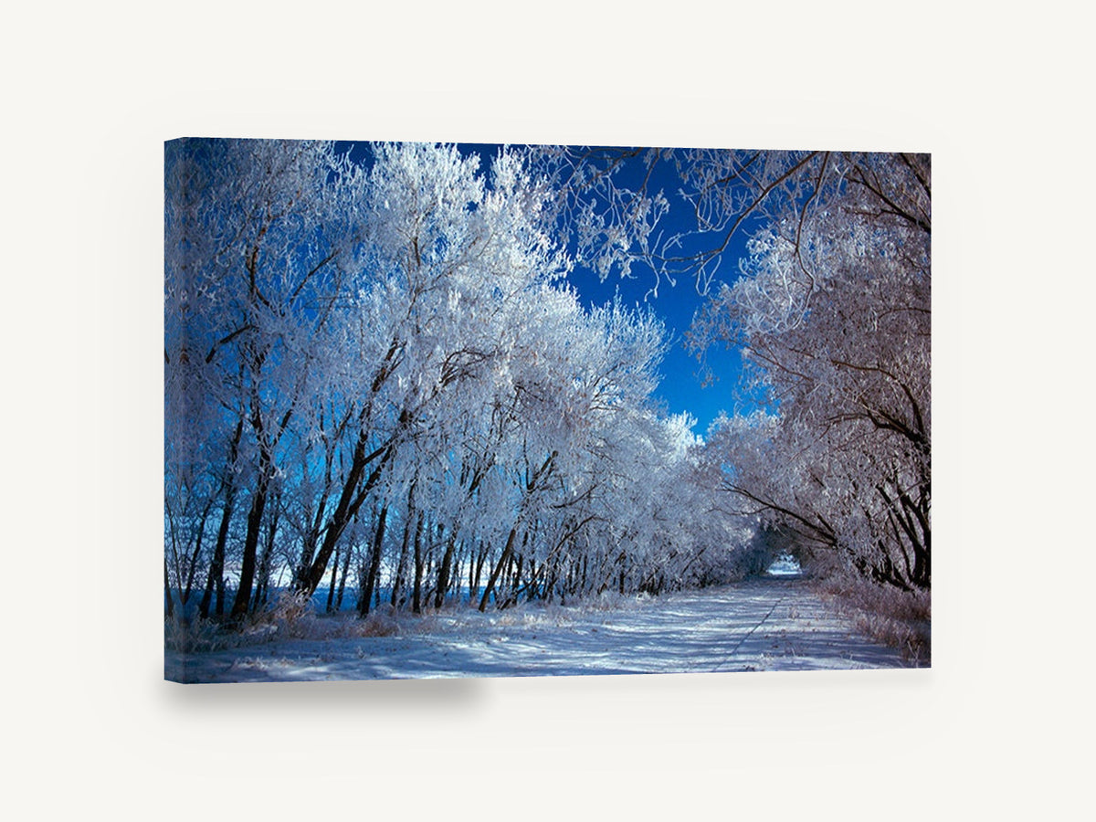 Frosted Lane, frosted tree lined snowy road photograph, landscape canvas wall art print ready to hang