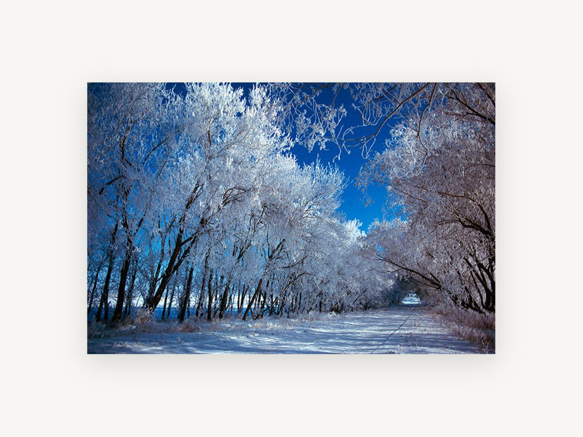 Frosted Lane, frosted tree lined snowy road photograph, landscape canvas wall art print, front view