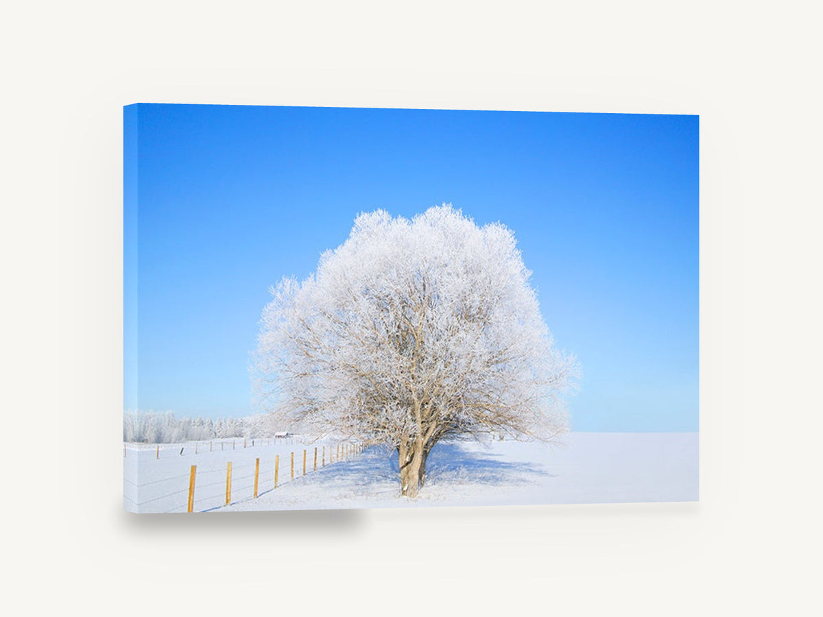 Frosted Tree Clear Sky, frost covered tree winter photograph, landscape canvas wall art print ready to hang