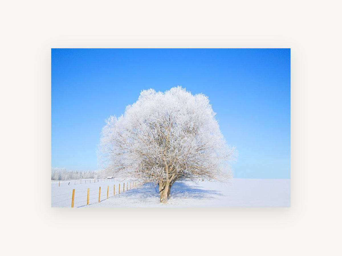 Frosted Tree Clear Sky, frost covered tree winter photograph, landscape canvas wall art print, front view