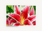 Crimson Star Lily, pink star lily close up photograph, floral canvas wall art print ready to hang