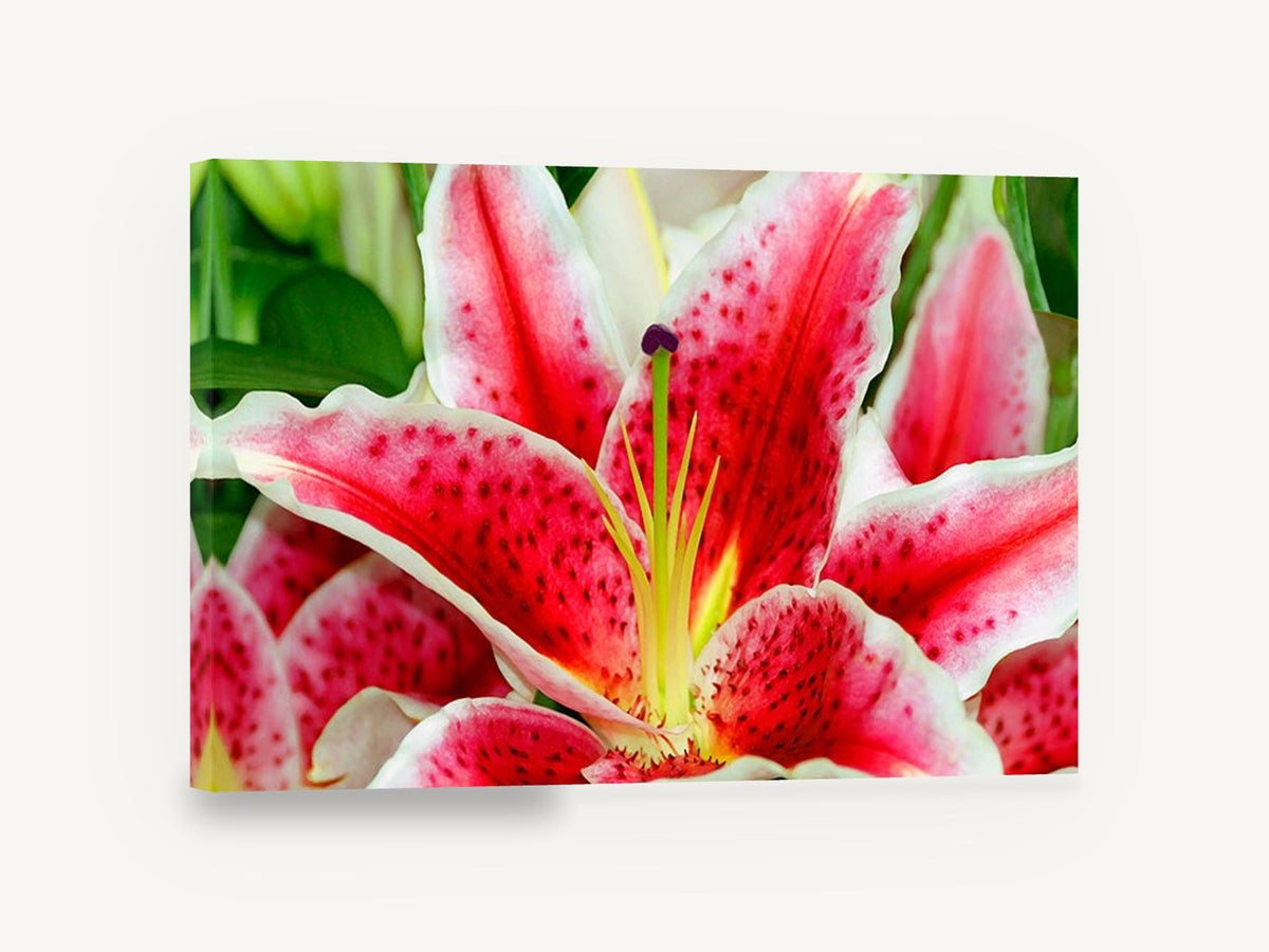 Crimson Star Lily, pink star lily close up photograph, floral canvas wall art print ready to hang