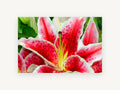 Crimson Star Lily, floral canvas wall art print, front view