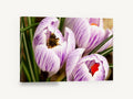 Bee in Striped Crocus, bumblebee in purple crocus photograph, floral canvas wall art print ready to hang