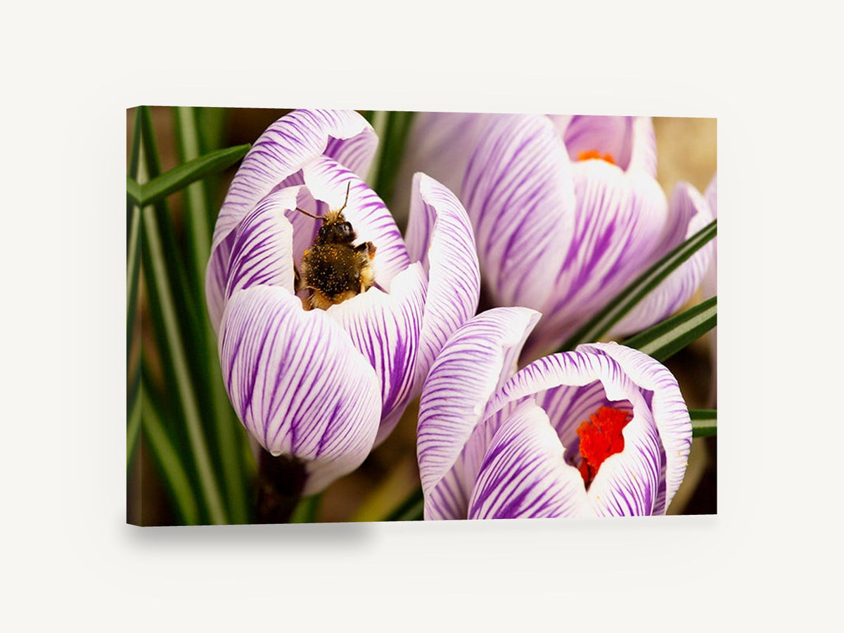Bee in Striped Crocus, bumblebee in purple crocus photograph, floral canvas wall art print ready to hang