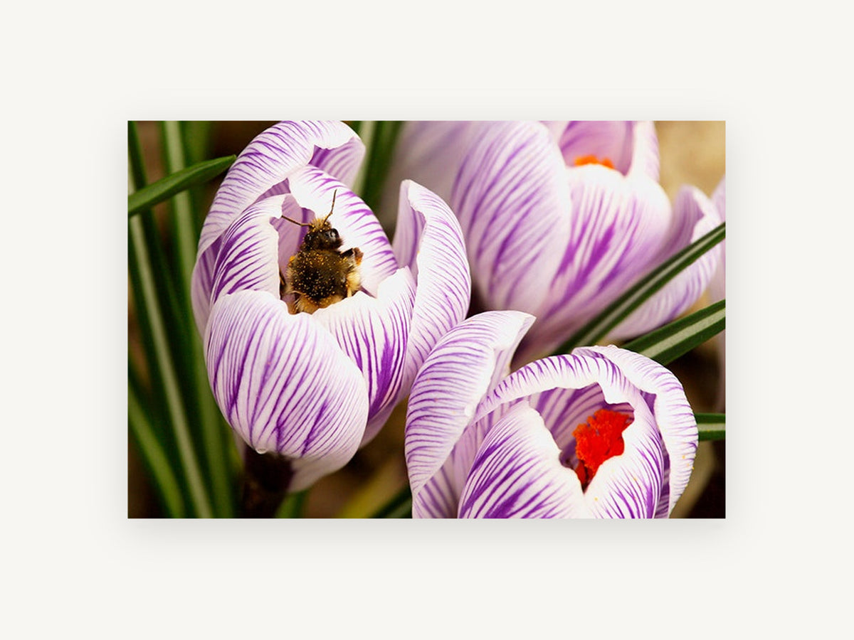 Bee in Striped Crocus, floral canvas wall art print, front view