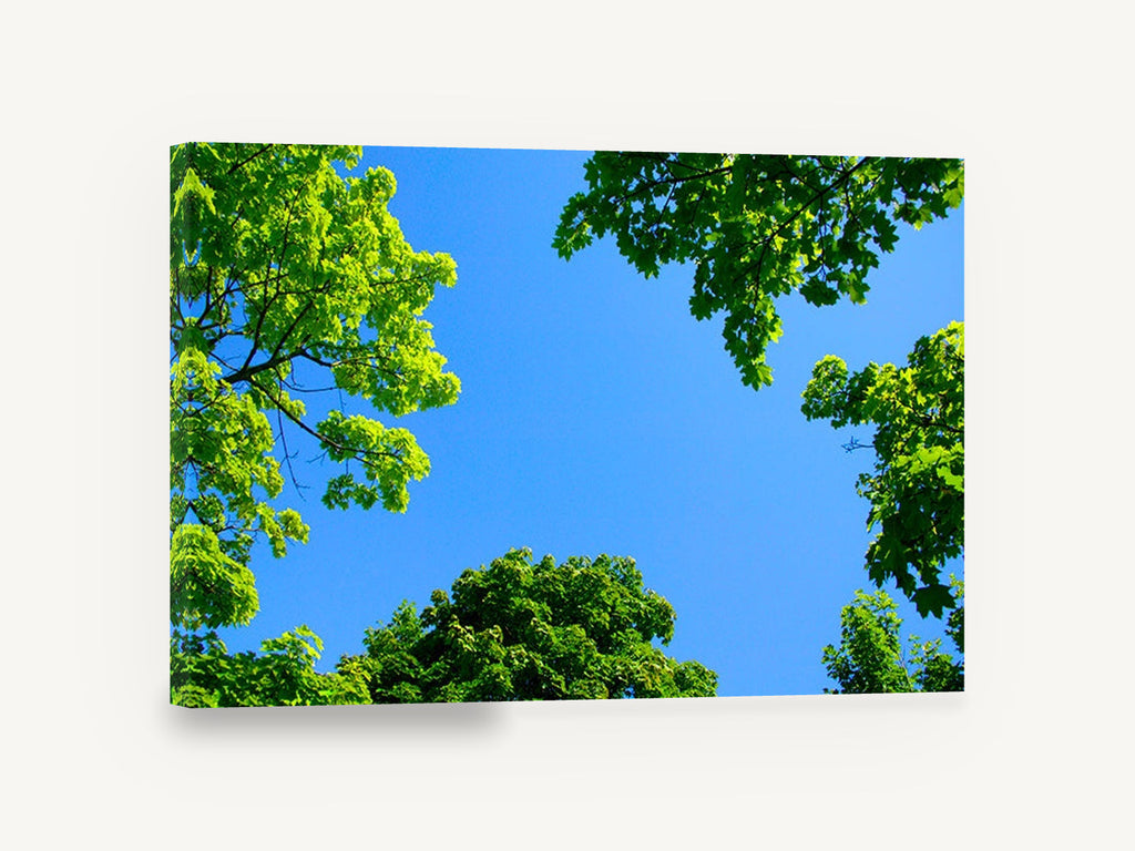 Maple Canopy Sky, green tree canopy blue sky photograph, landscape canvas wall art print ready to hang