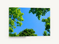 Maple Canopy Sky, green tree canopy blue sky photograph, landscape canvas wall art print ready to hang