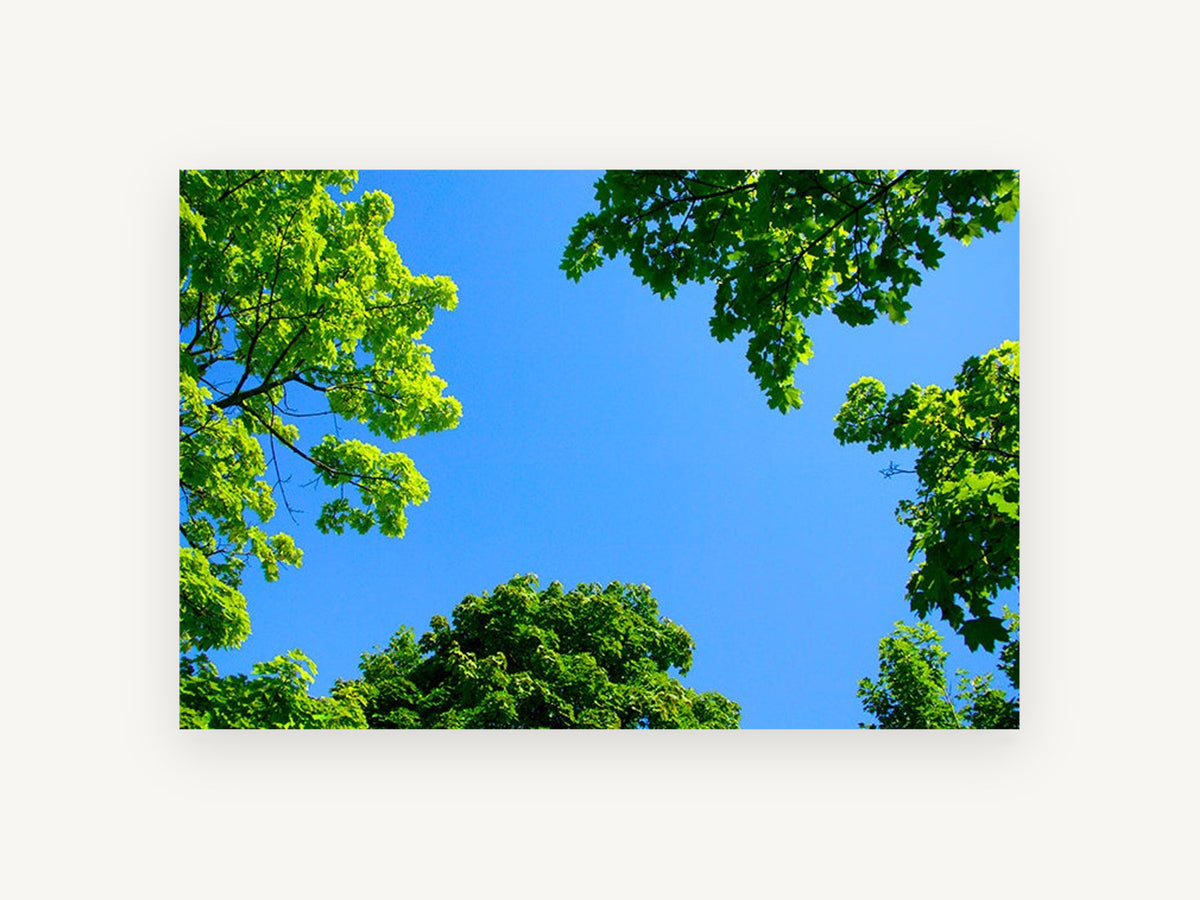 Maple Canopy Sky, green tree canopy blue sky photograph, landscape canvas wall art print, front view
