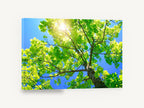 Sunlit Maple Canopy, sunlit tree canopy sky photograph, landscape canvas wall art print ready to hang