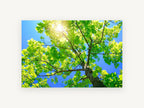 Sunlit Maple Canopy, sunlit tree canopy sky photograph, landscape canvas wall art print, front view