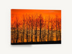 Ember Sky Tree Line, bare trees orange sunset photograph, landscape canvas wall art print ready to hang