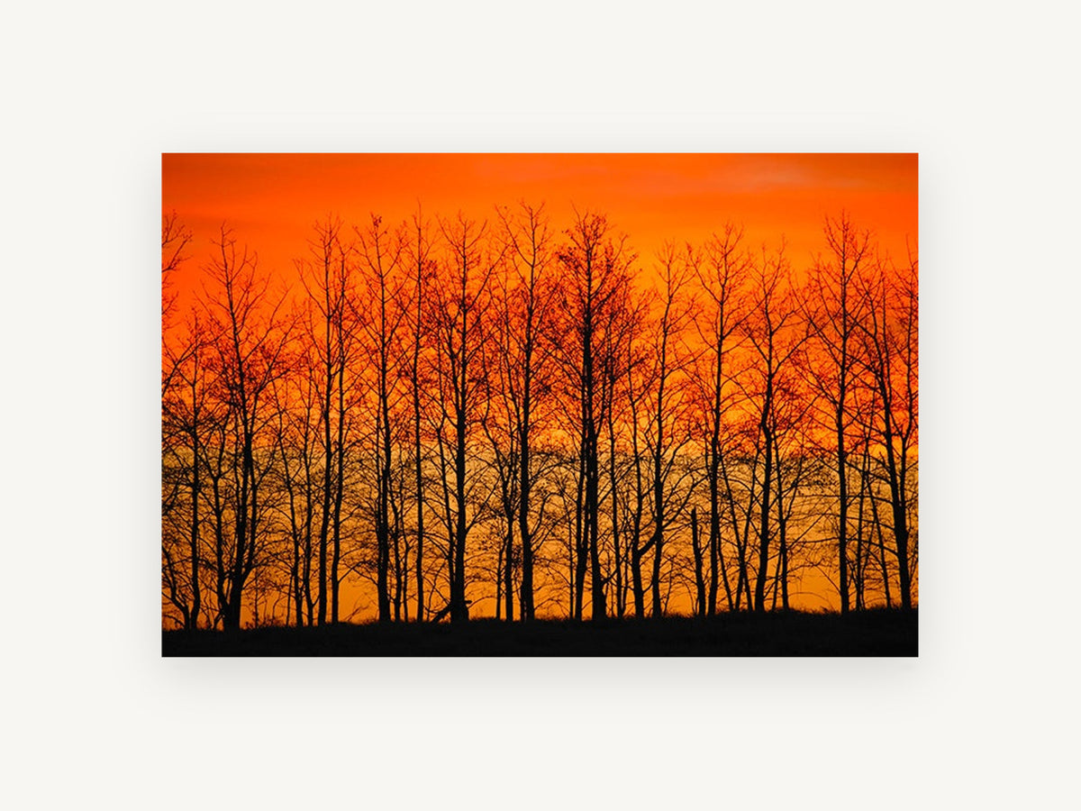 Ember Sky Tree Line, bare trees orange sunset photograph, landscape canvas wall art print, front view