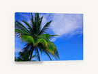 Palm Against Blue, tropical palm tree sky photograph, landscape canvas wall art print ready to hang