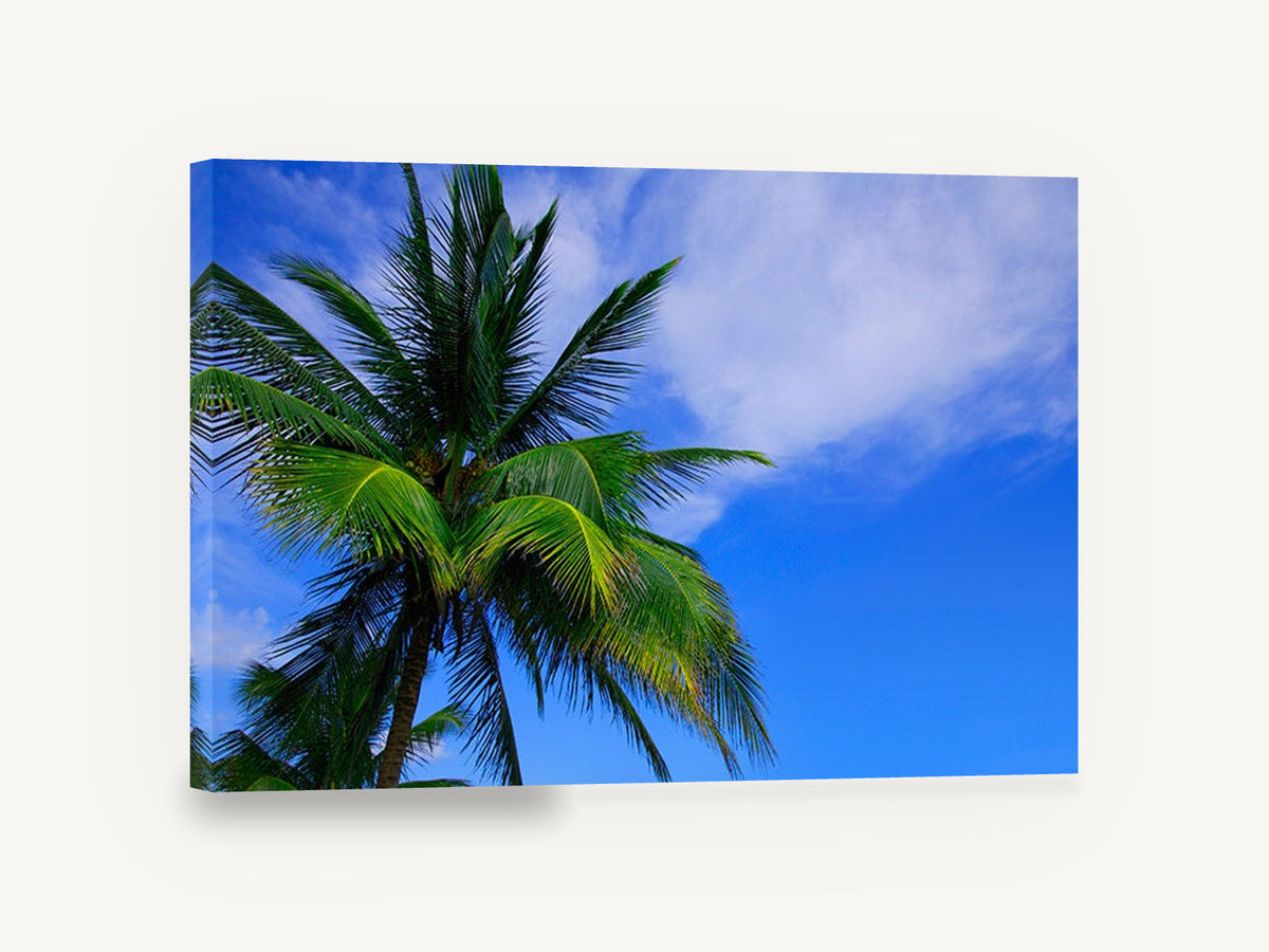 Palm Against Blue, tropical palm tree sky photograph, landscape canvas wall art print ready to hang
