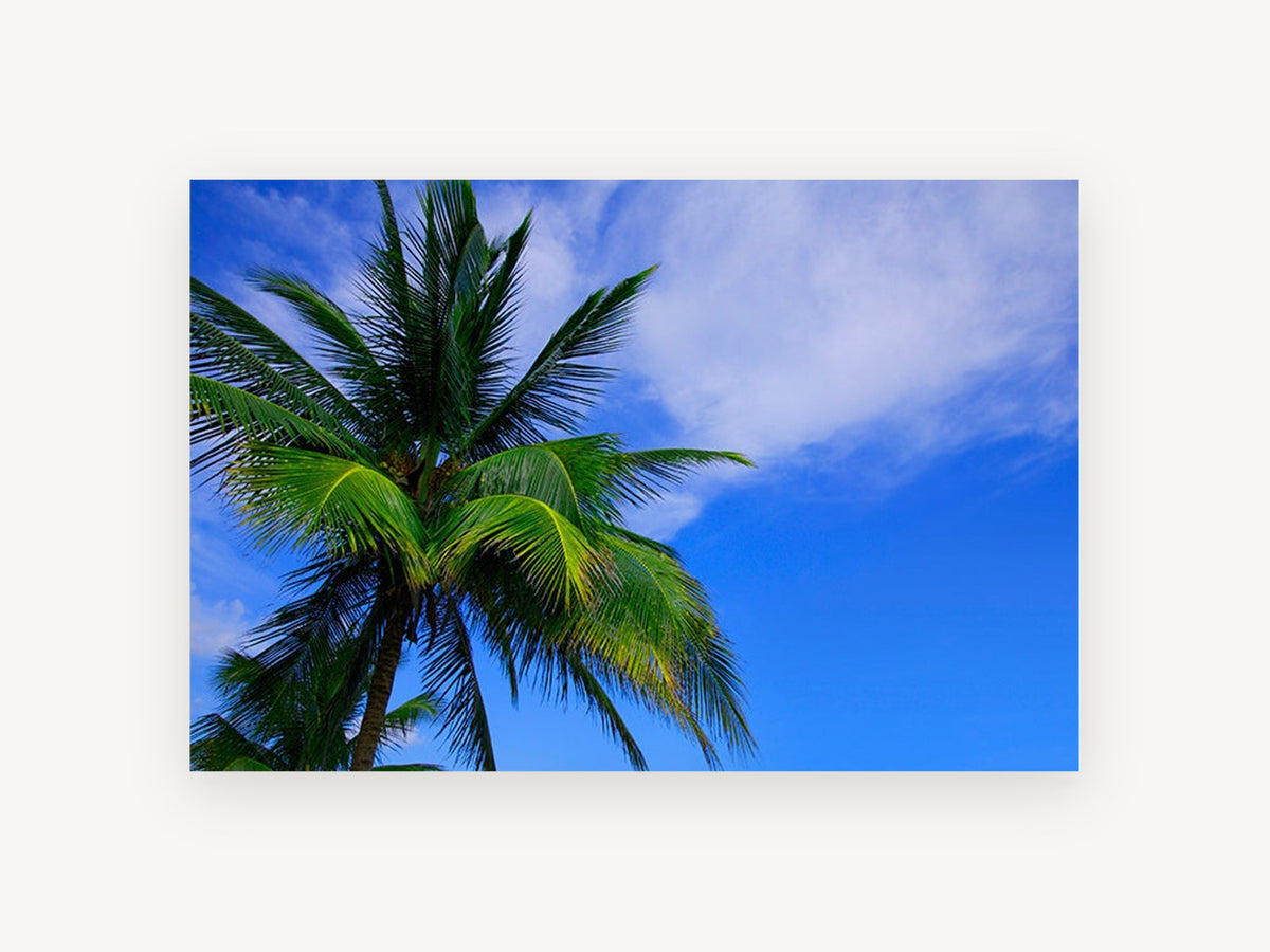 Palm Against Blue, tropical palm tree sky photograph, landscape canvas wall art print, front view