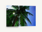 Sunburst Palm Canopy, sunlit palm tree looking up photograph, landscape canvas wall art print ready to hang