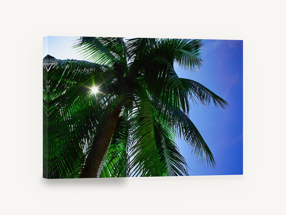 Sunburst Palm Canopy, sunlit palm tree looking up photograph, landscape canvas wall art print ready to hang