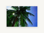 Sunburst Palm Canopy, sunlit palm tree looking up photograph, landscape canvas wall art print, front view