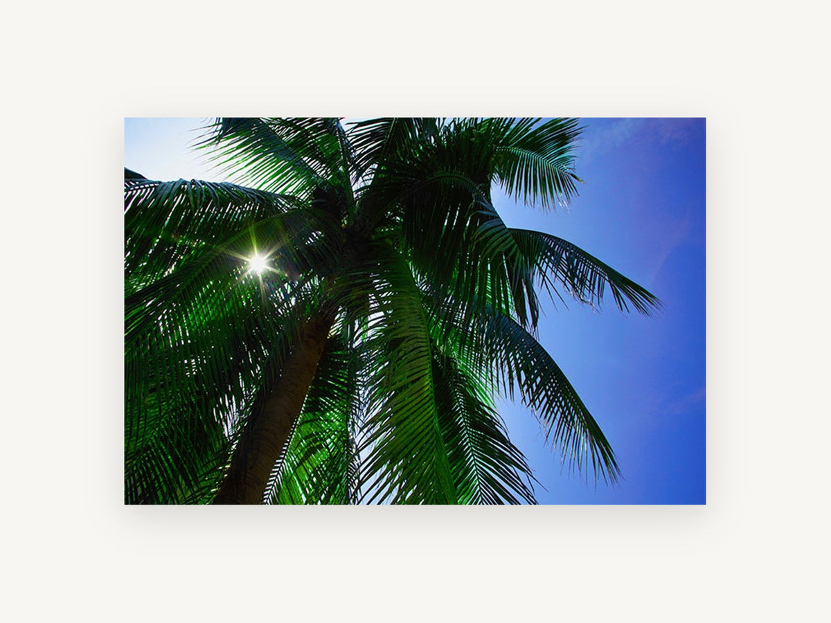 Sunburst Palm Canopy, sunlit palm tree looking up photograph, landscape canvas wall art print, front view