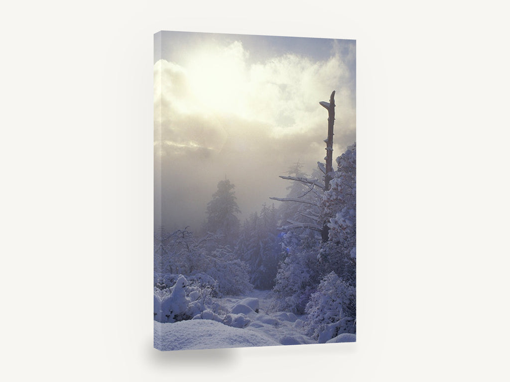 Frosted Ridge Sunburst, snowy forest sunlit mist photograph, landscape canvas wall art print ready to hang