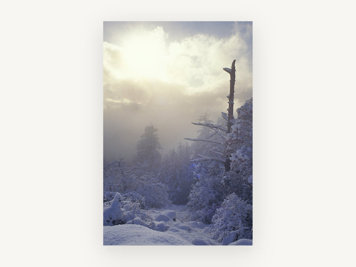 Frosted Ridge Sunburst, snowy forest sunlit mist photograph, landscape canvas wall art print, front view