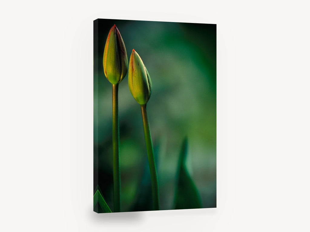 Twin Tulip Buds, closed tulip buds green photograph, floral canvas wall art print ready to hang
