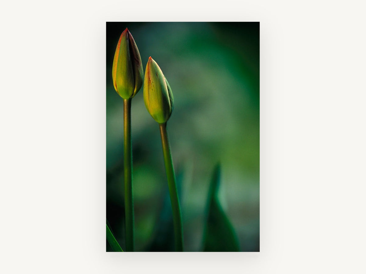 Twin Tulip Buds, floral canvas wall art print, front view