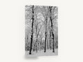 Snowbound Beech Grove, snowy winter forest black and white photograph, landscape canvas wall art print ready to hang