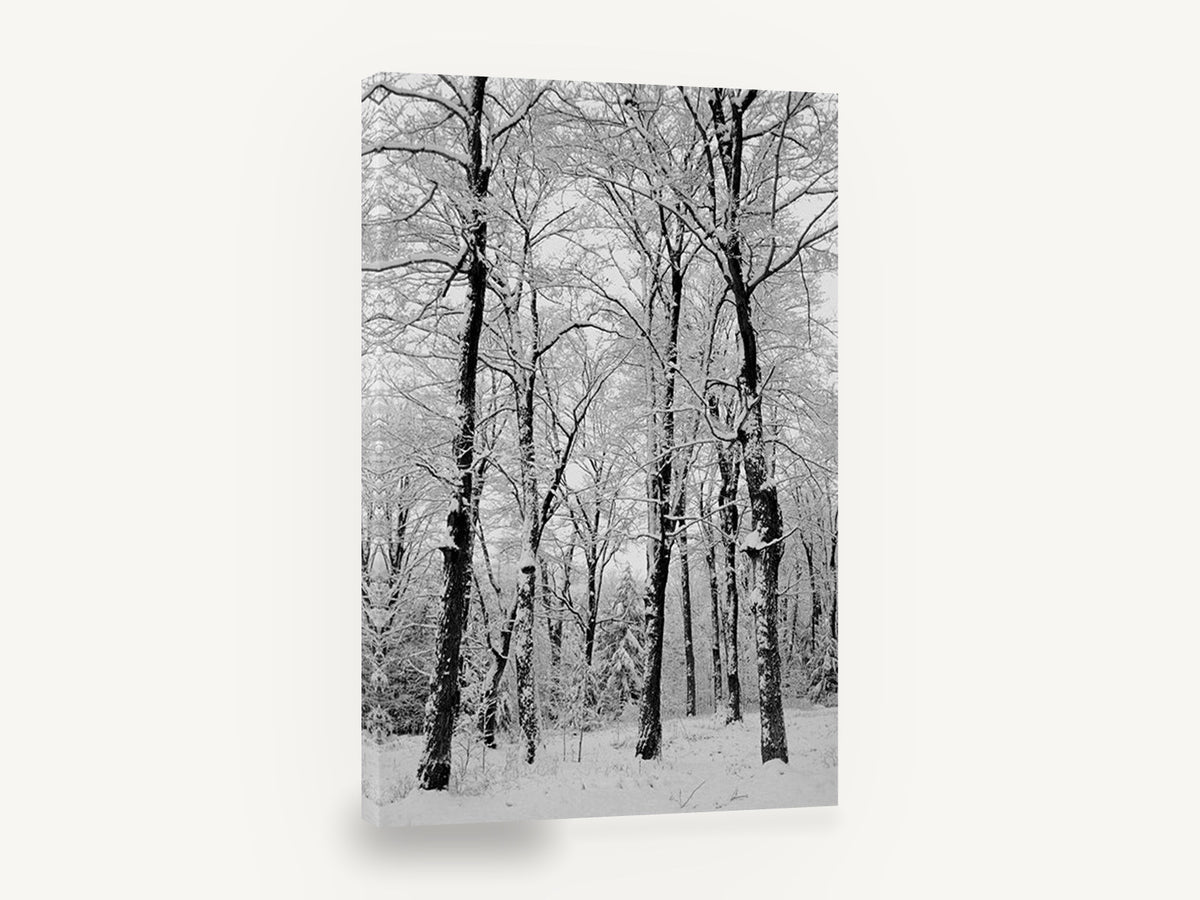 Snowbound Beech Grove, snowy winter forest black and white photograph, landscape canvas wall art print ready to hang