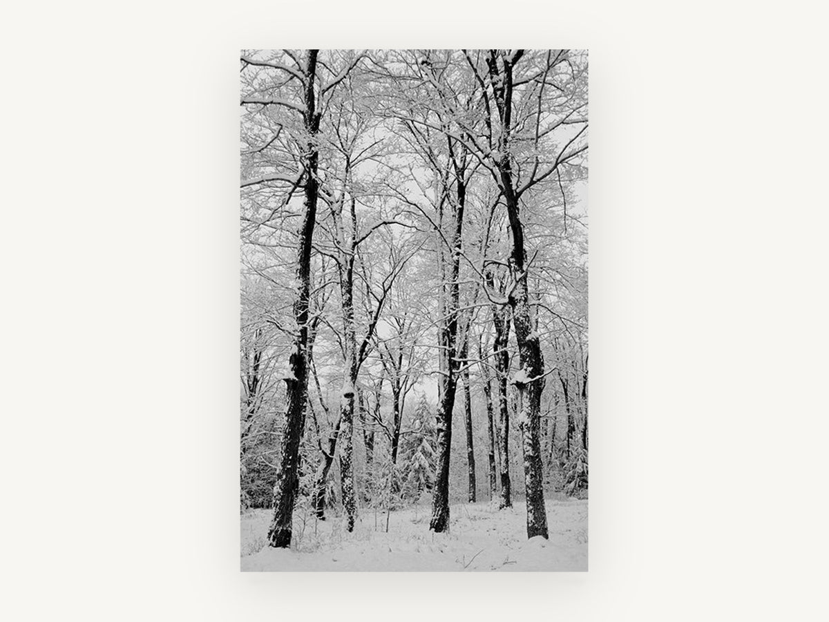 Snowbound Beech Grove, snowy winter forest black and white photograph, landscape canvas wall art print, front view